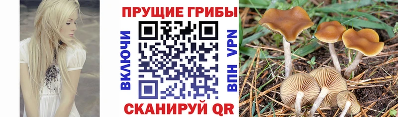 Купить где  Ворсма  Галлюциногенные грибы GOLDEN TEACHER 